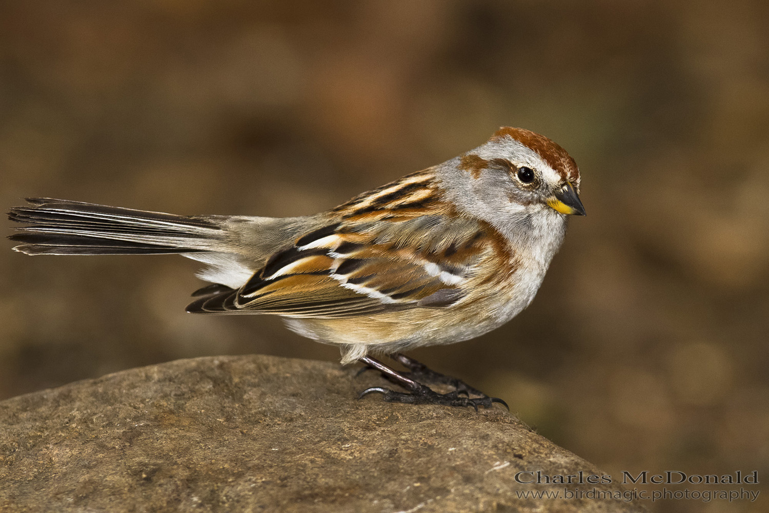 American Tree Sparrow