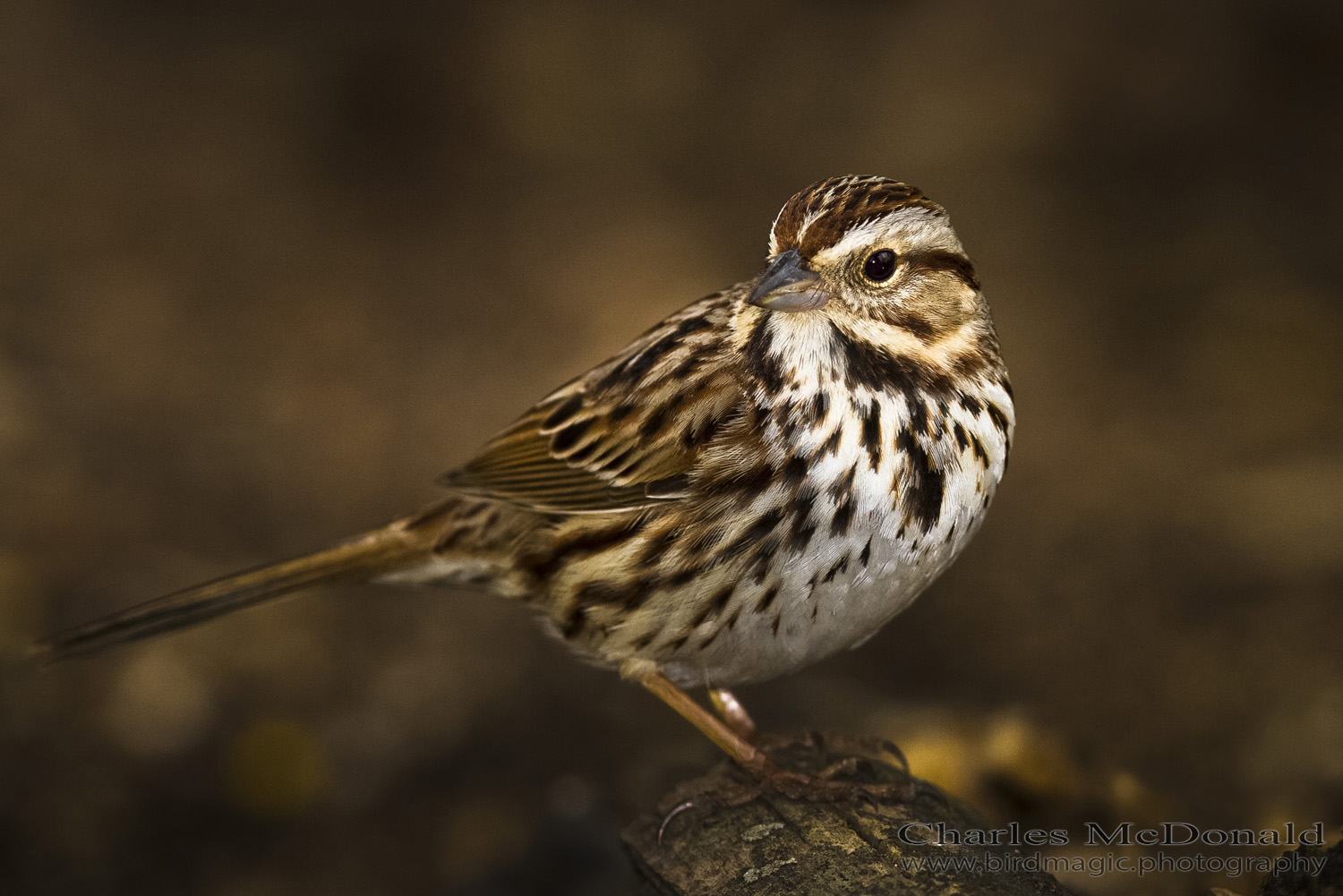 Song Sparrow