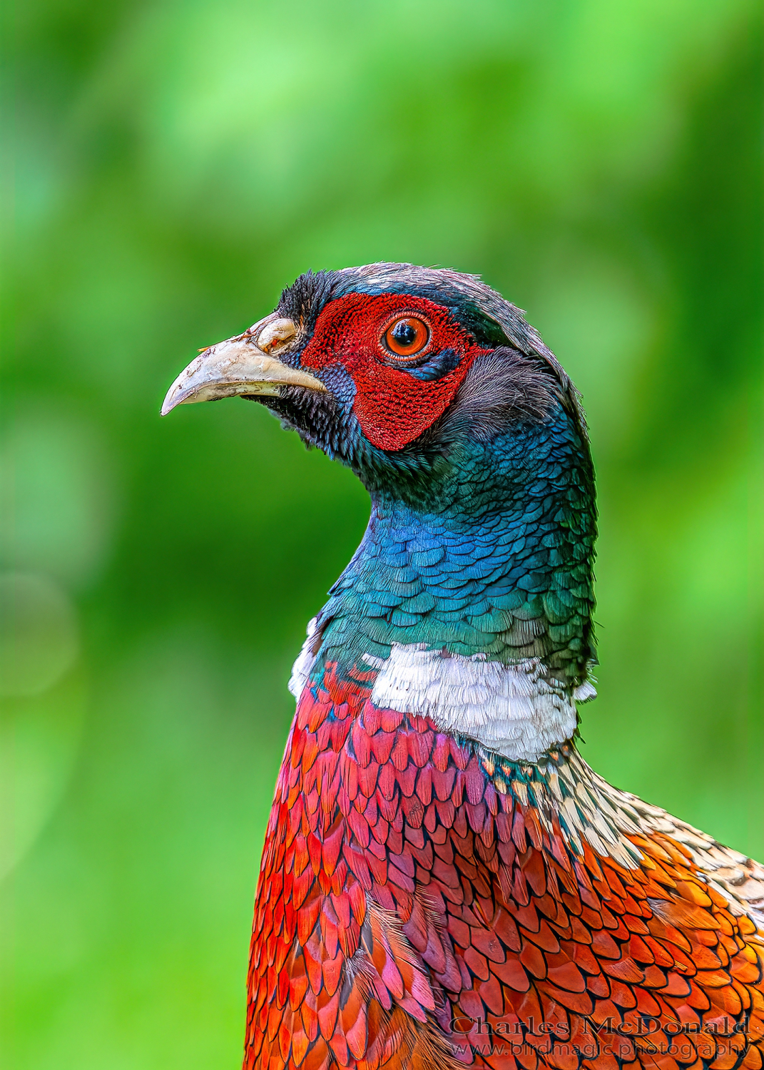 Ring-necked Pheasant