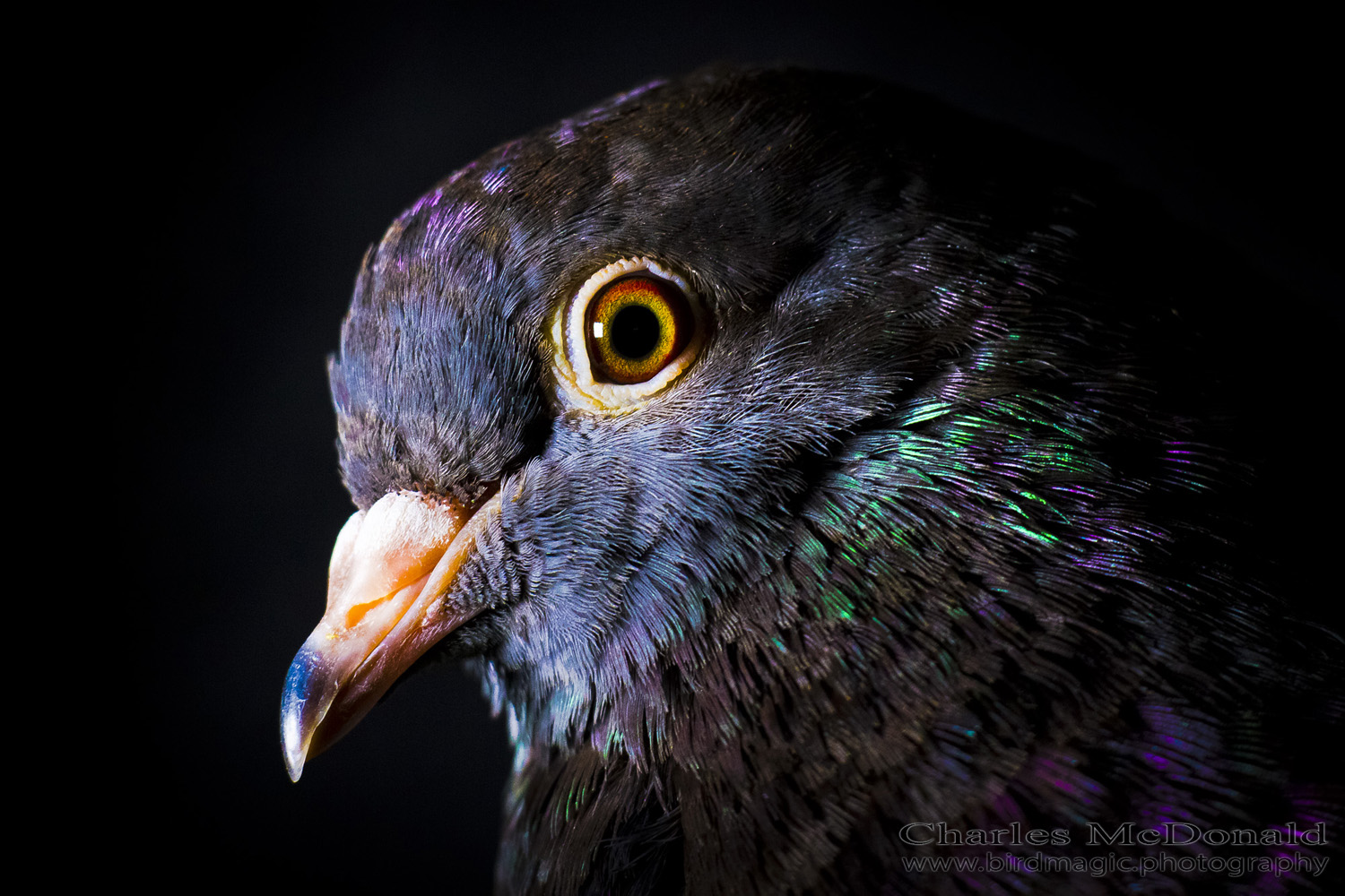 Rock Pigeon