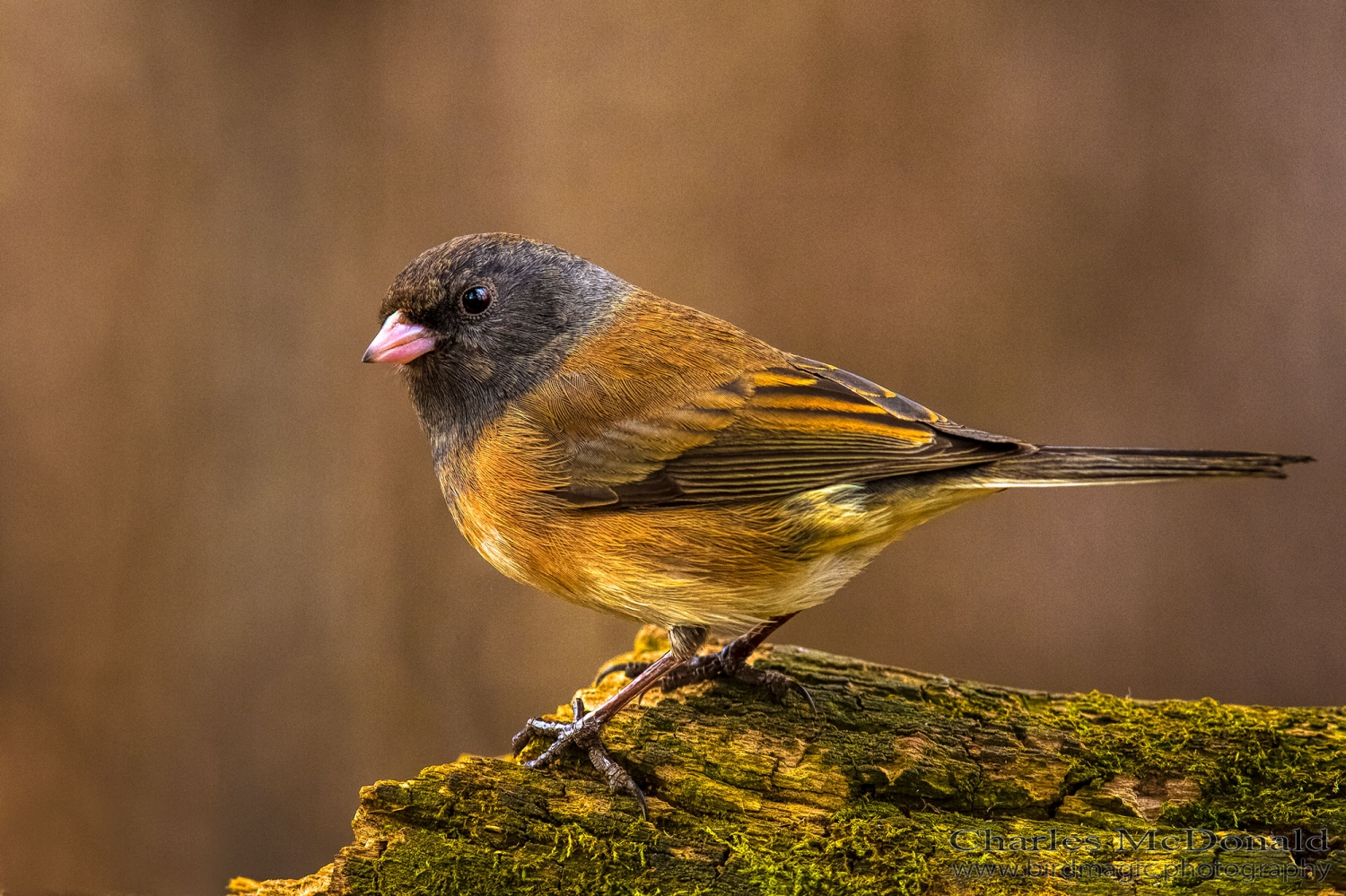 Dark-eyed Junco