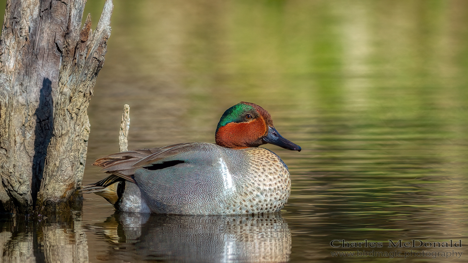 Green-winged Teal