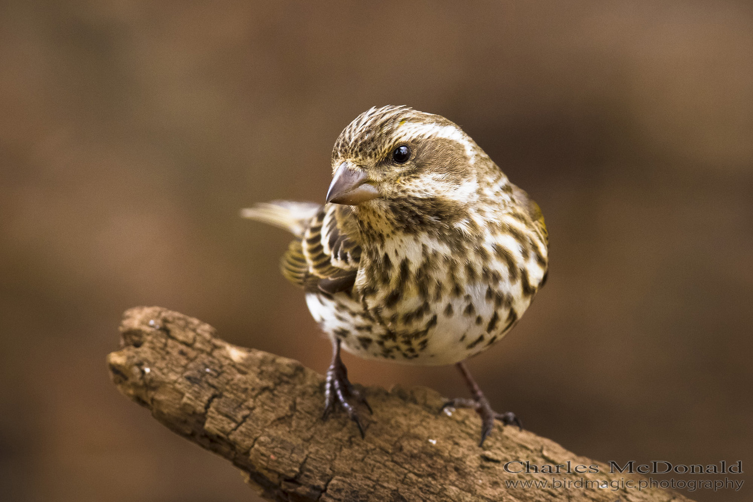 Purple Finch