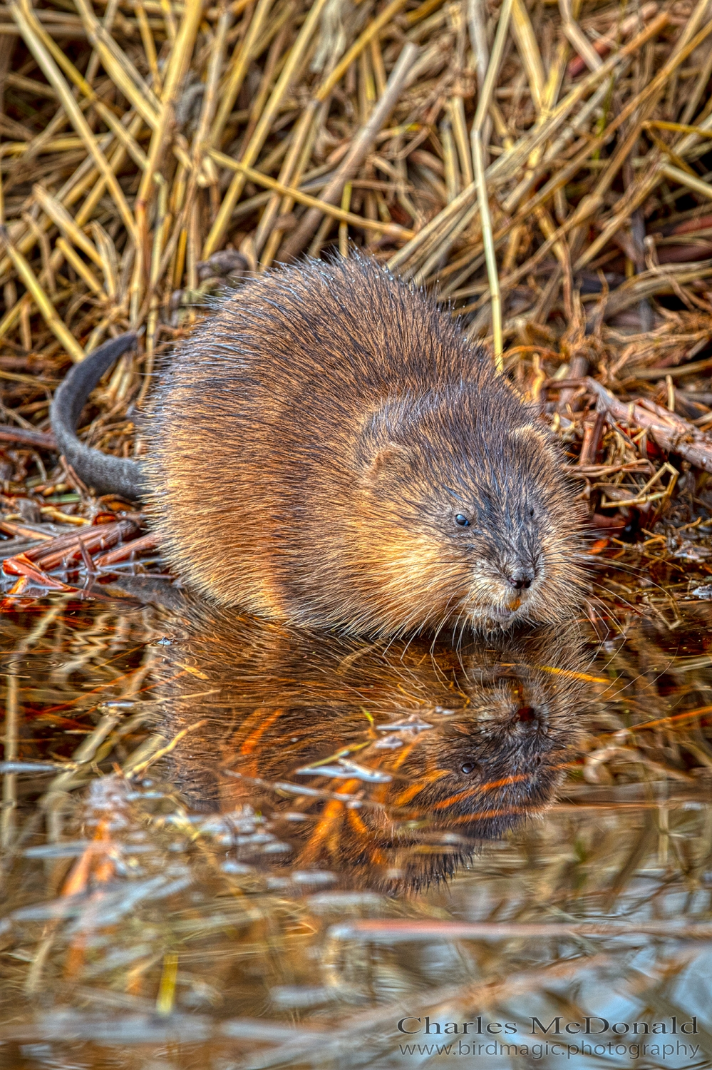 Muskrat