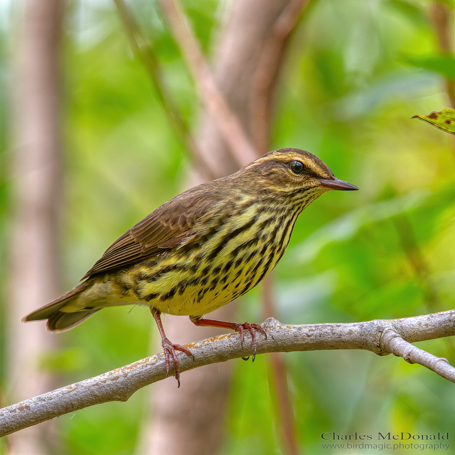 Northern Waterthrush