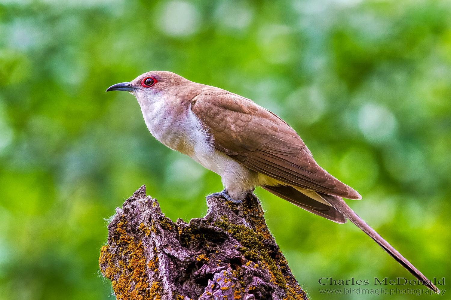 Black-billed Cuckoo