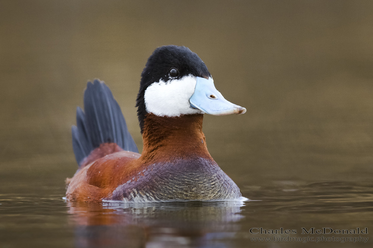 Ruddy Duck