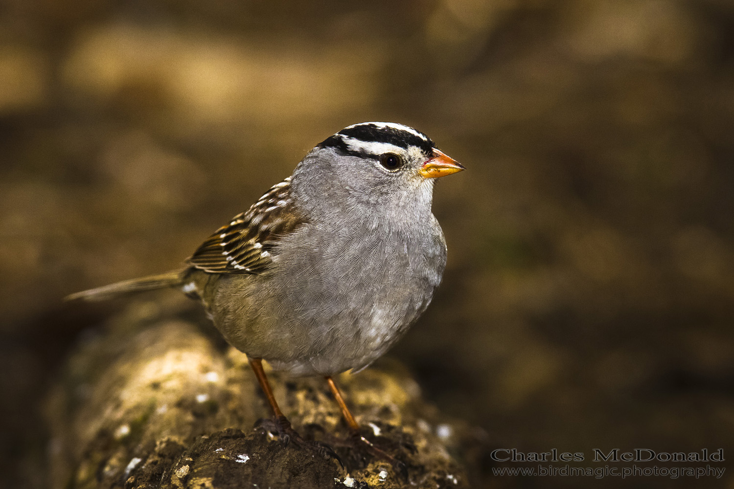 White-crowned Sparrow