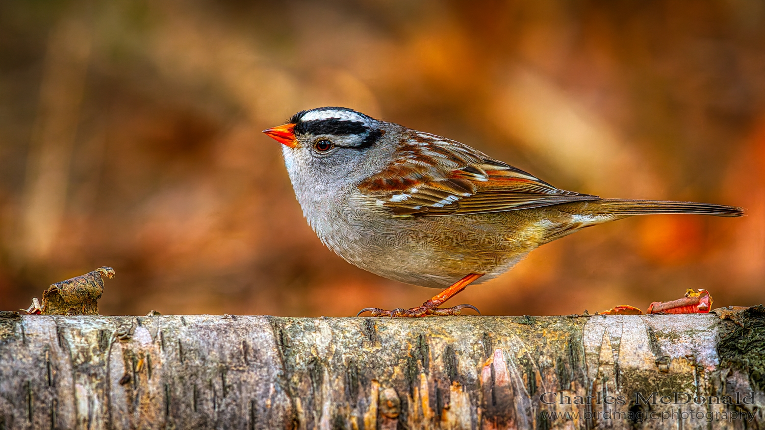 White-crowned Sparrow