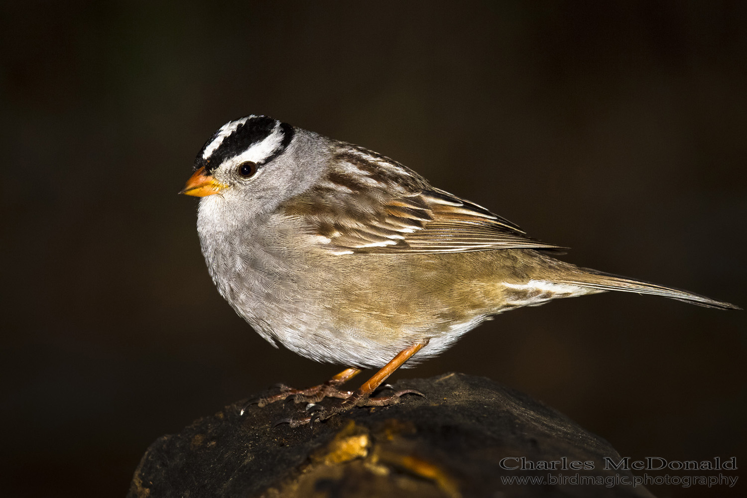 White-crowned Sparrow