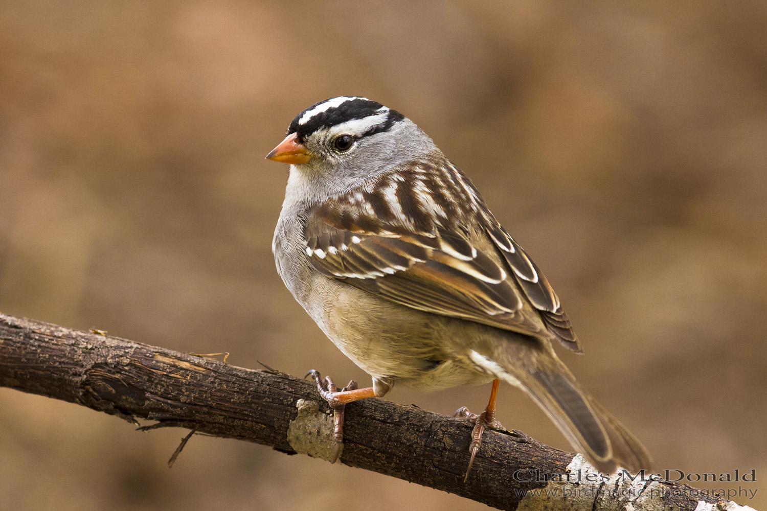 White-crowned Sparrow