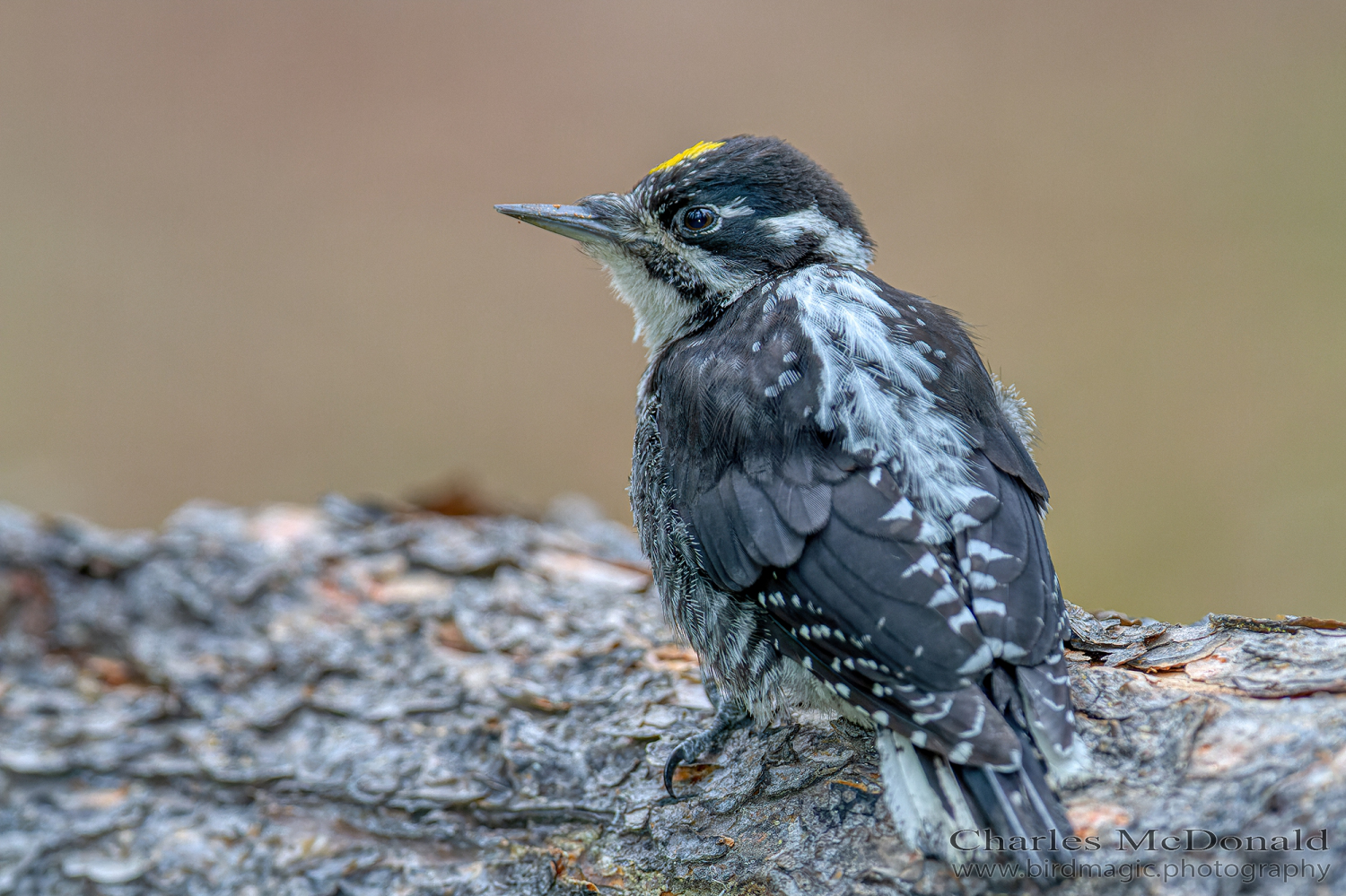 American Three-toed Woodpecker