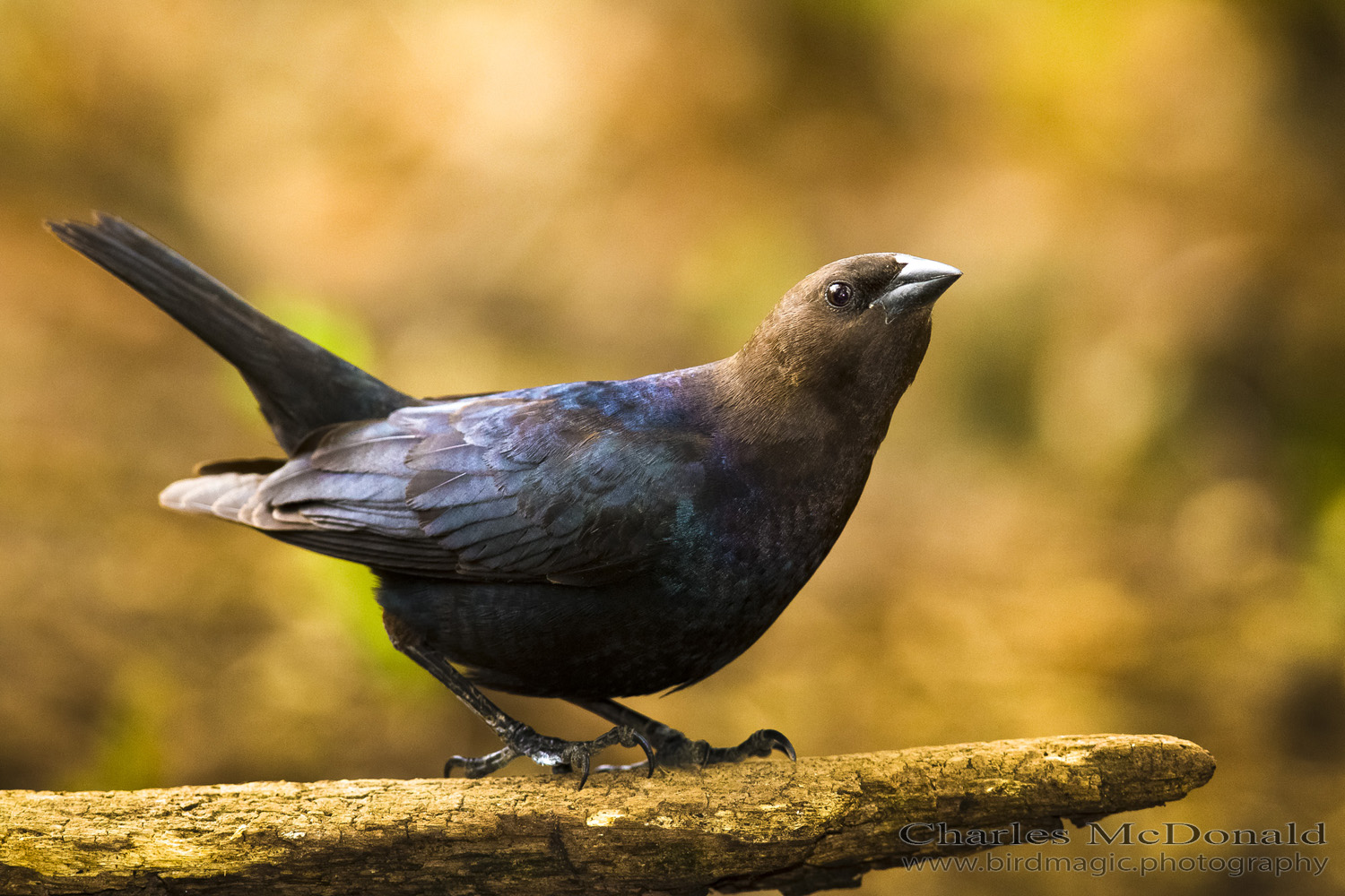 Brown-headed Cowbird