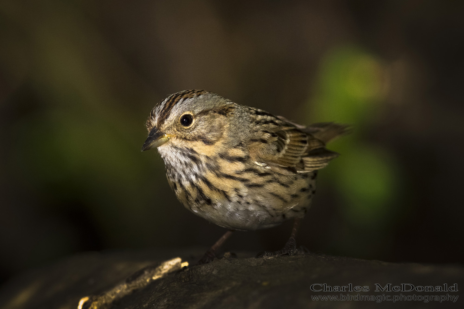 Lincoln's Sparrow