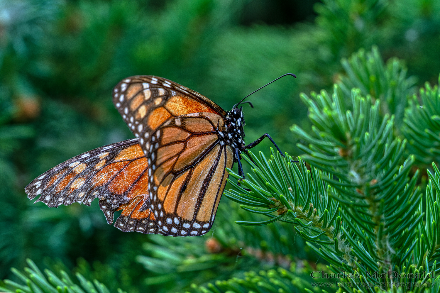 Monarch butterfly