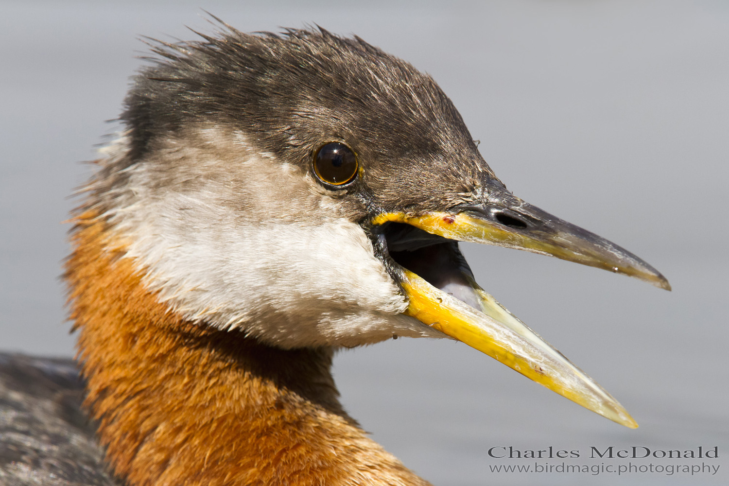 Red-necked Grebe