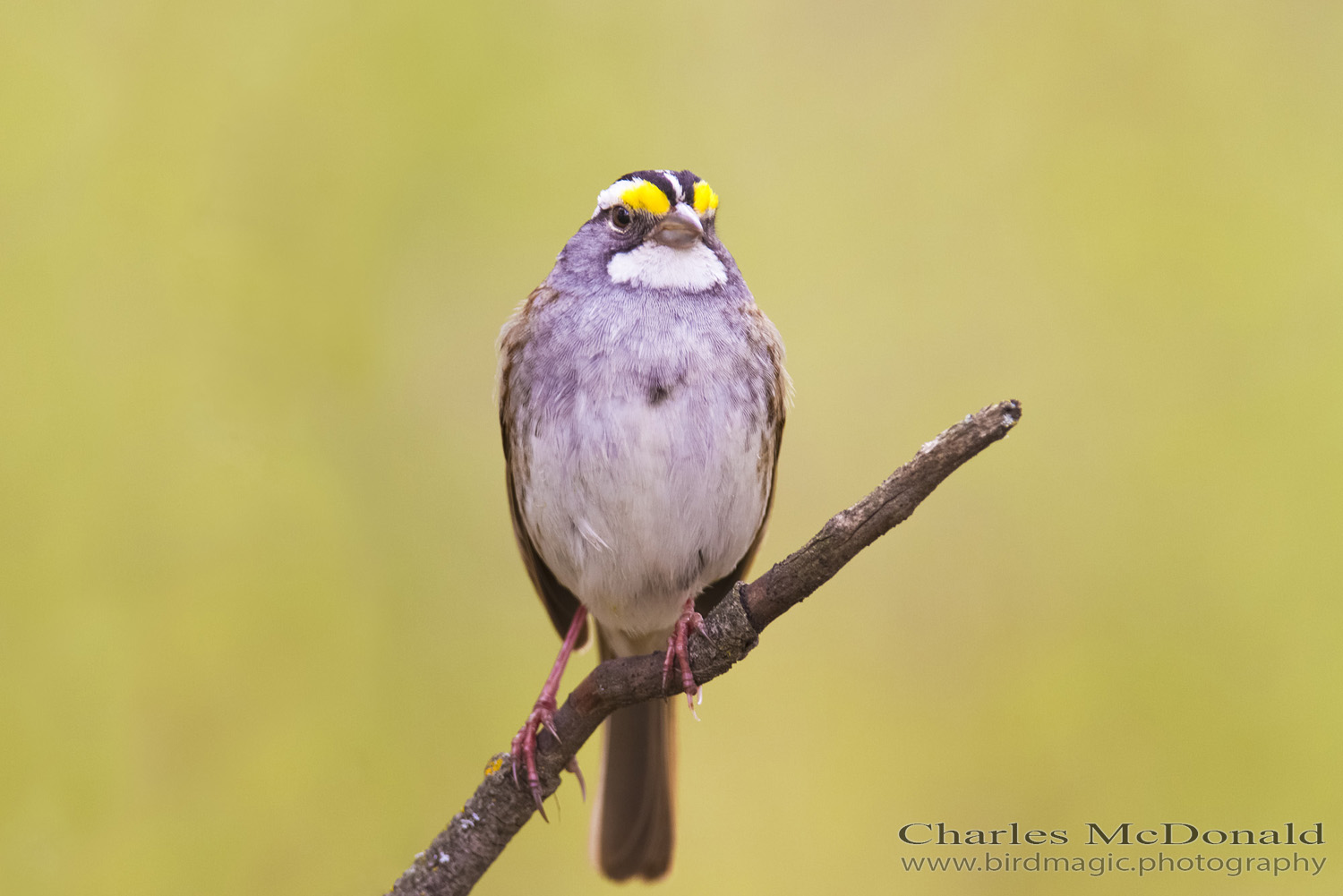 White-throated Sparrow