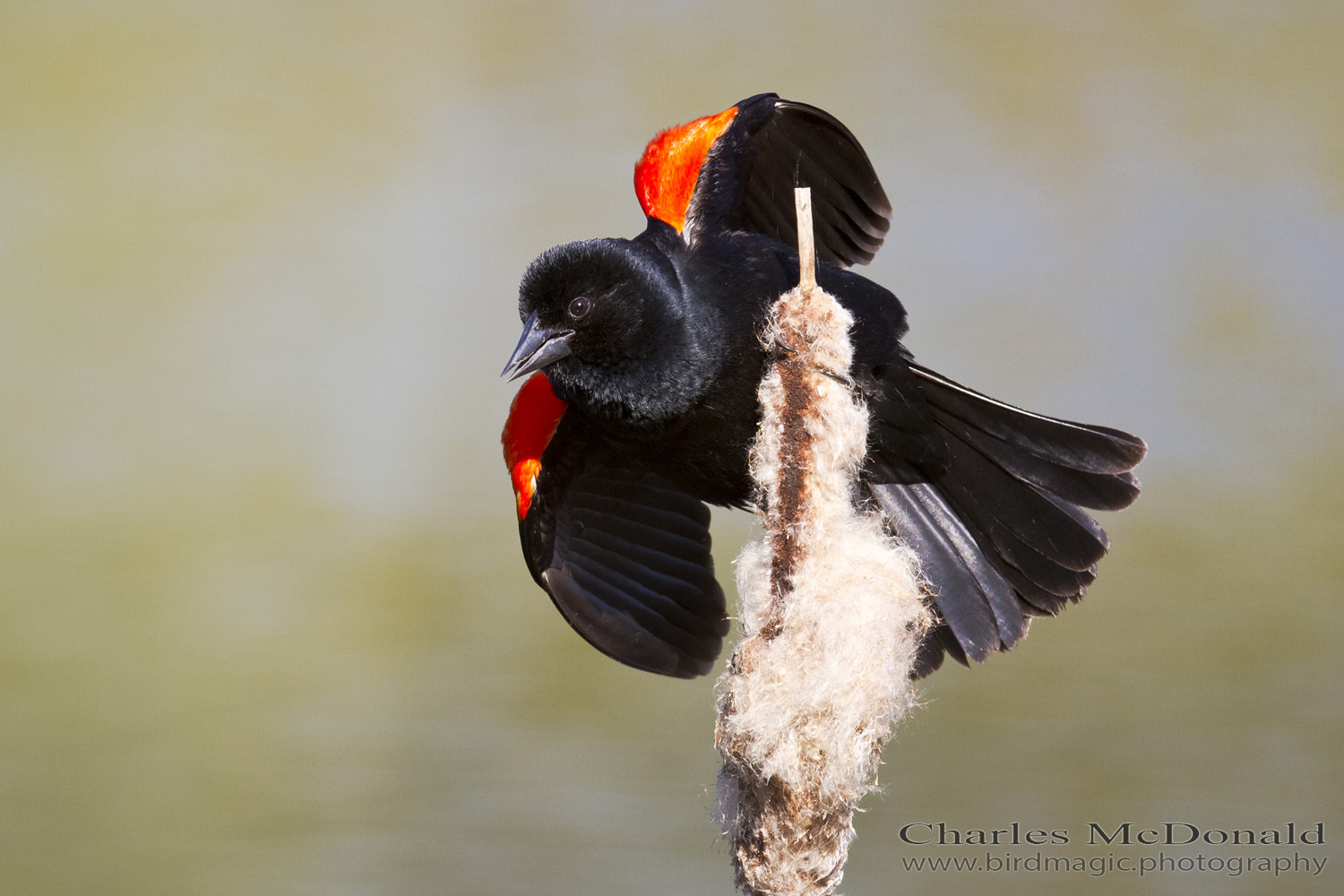 Red-winged Blackbird