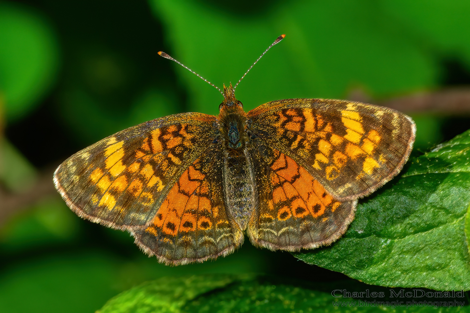 Pearl Crescent