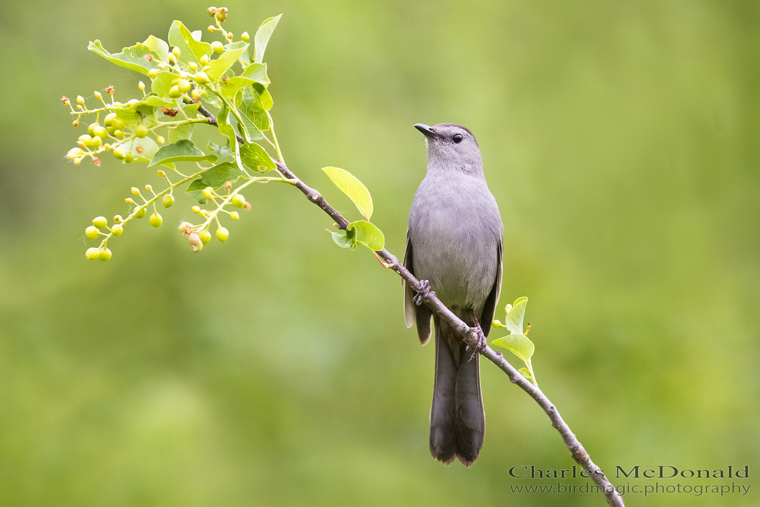 Gray Catbird