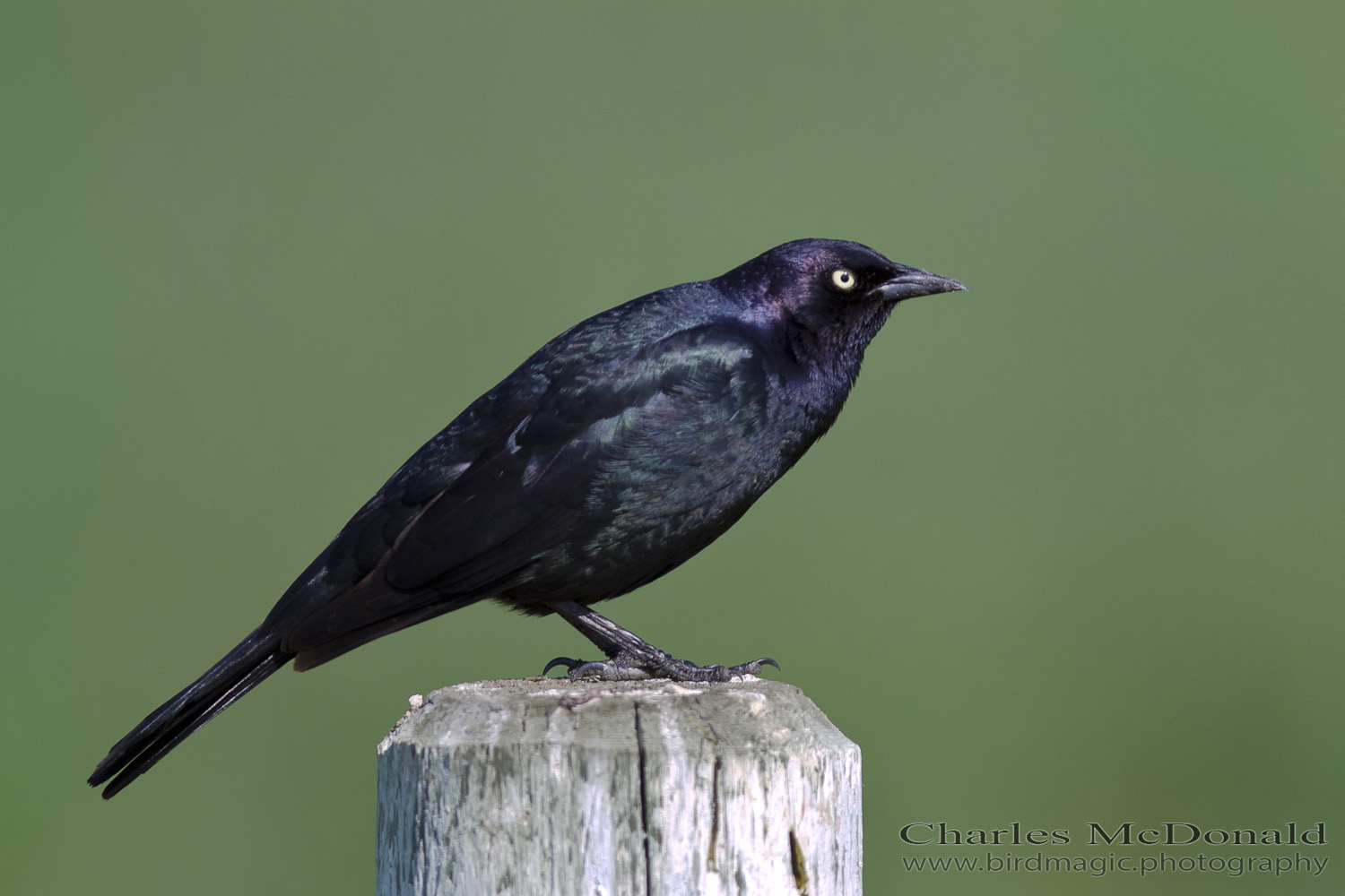 Brewer's Blackbird