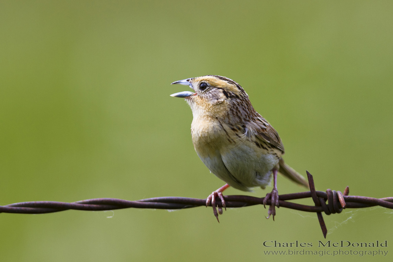 Le Conte's Sparrow