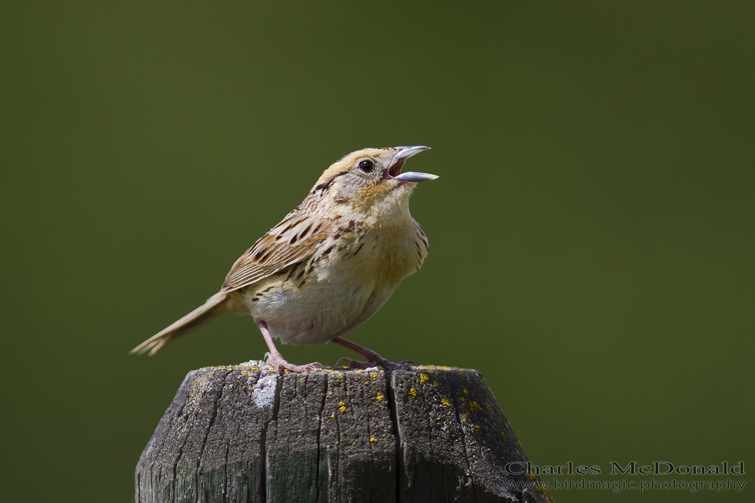 Le Conte's Sparrow