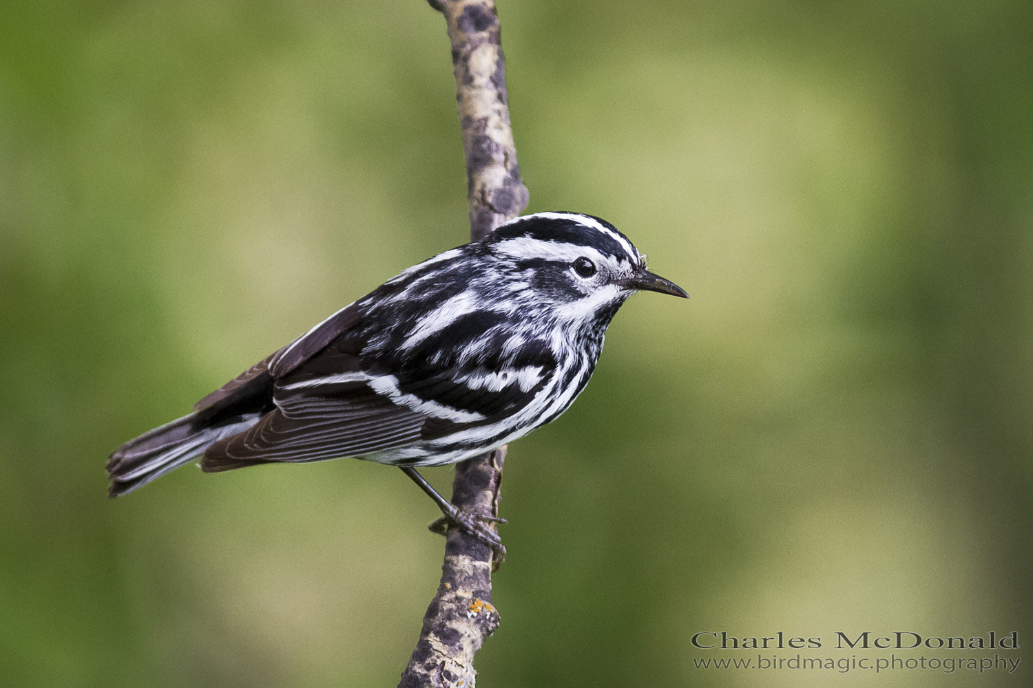 Black-and-white Warbler