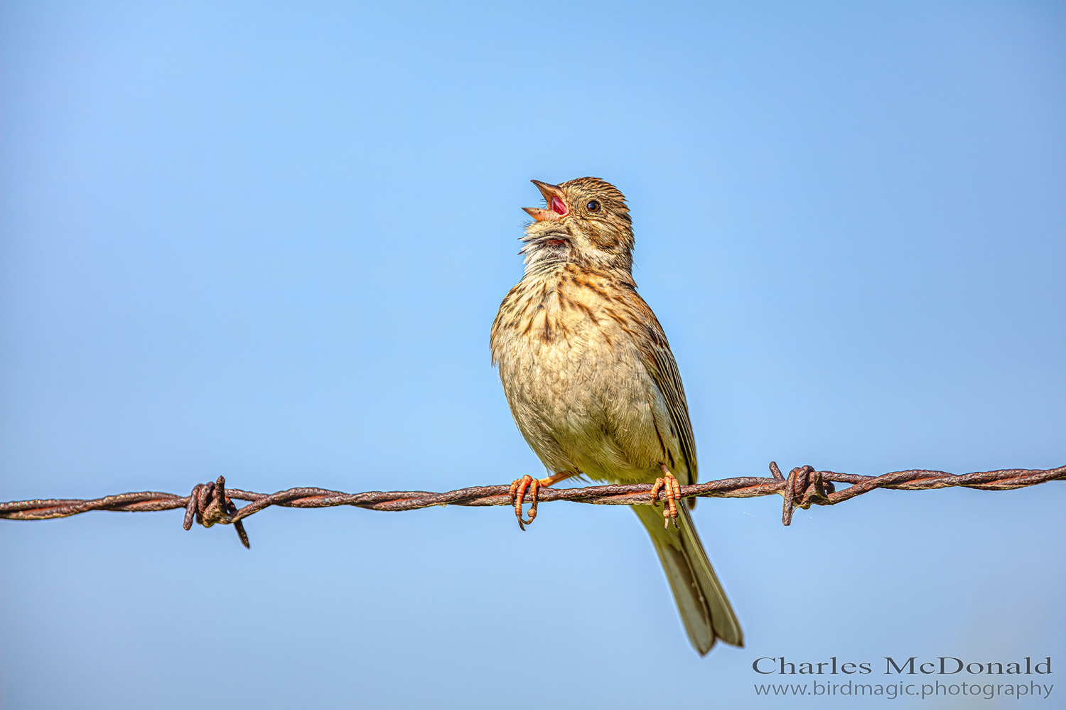 Vesper Sparrow