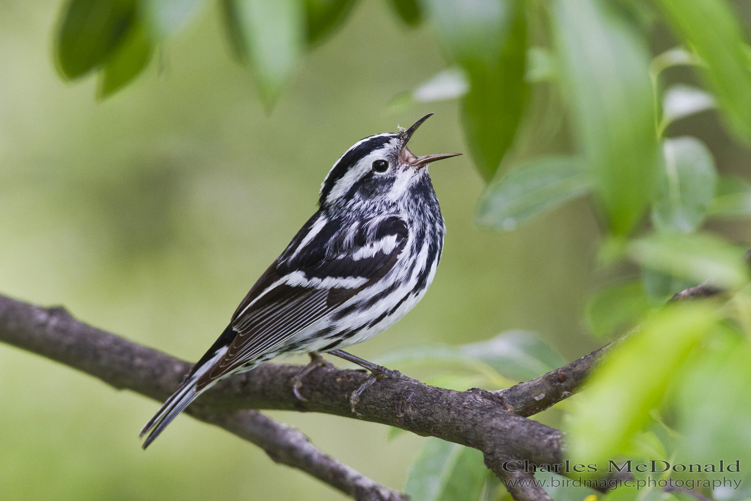 Black-and-white Warbler