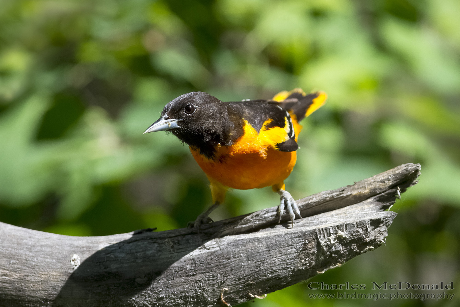 Baltimore Oriole