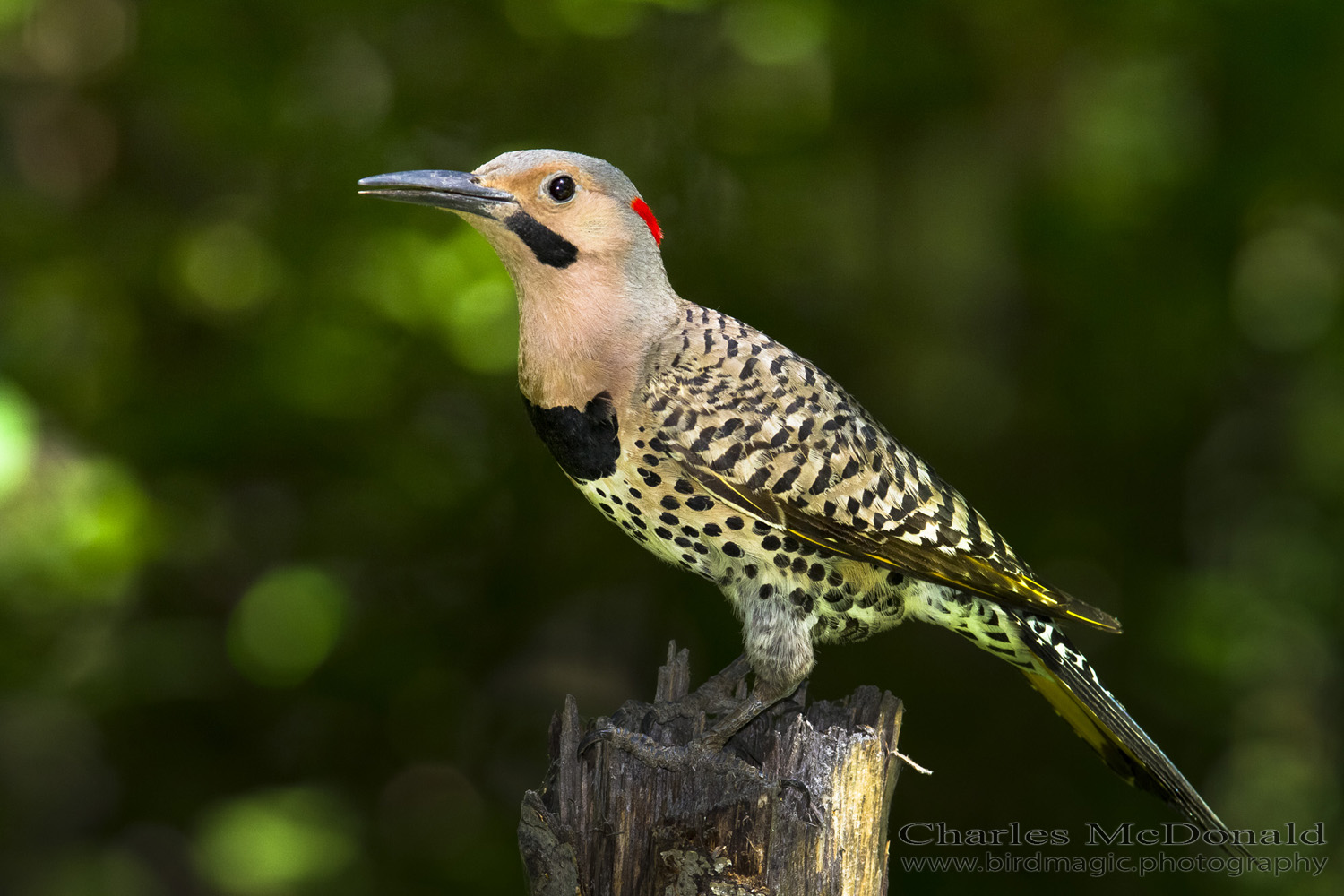 Northern Flicker