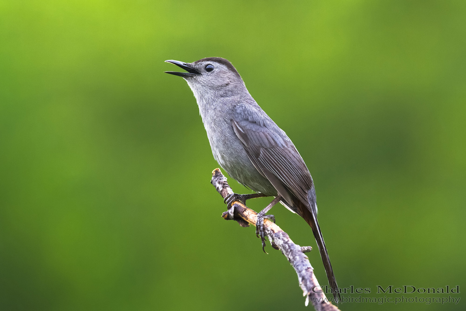 Gray Catbird