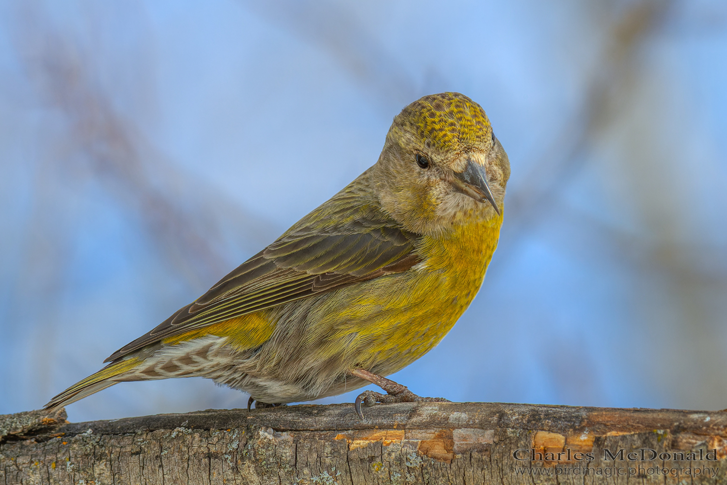 Red Crossbill