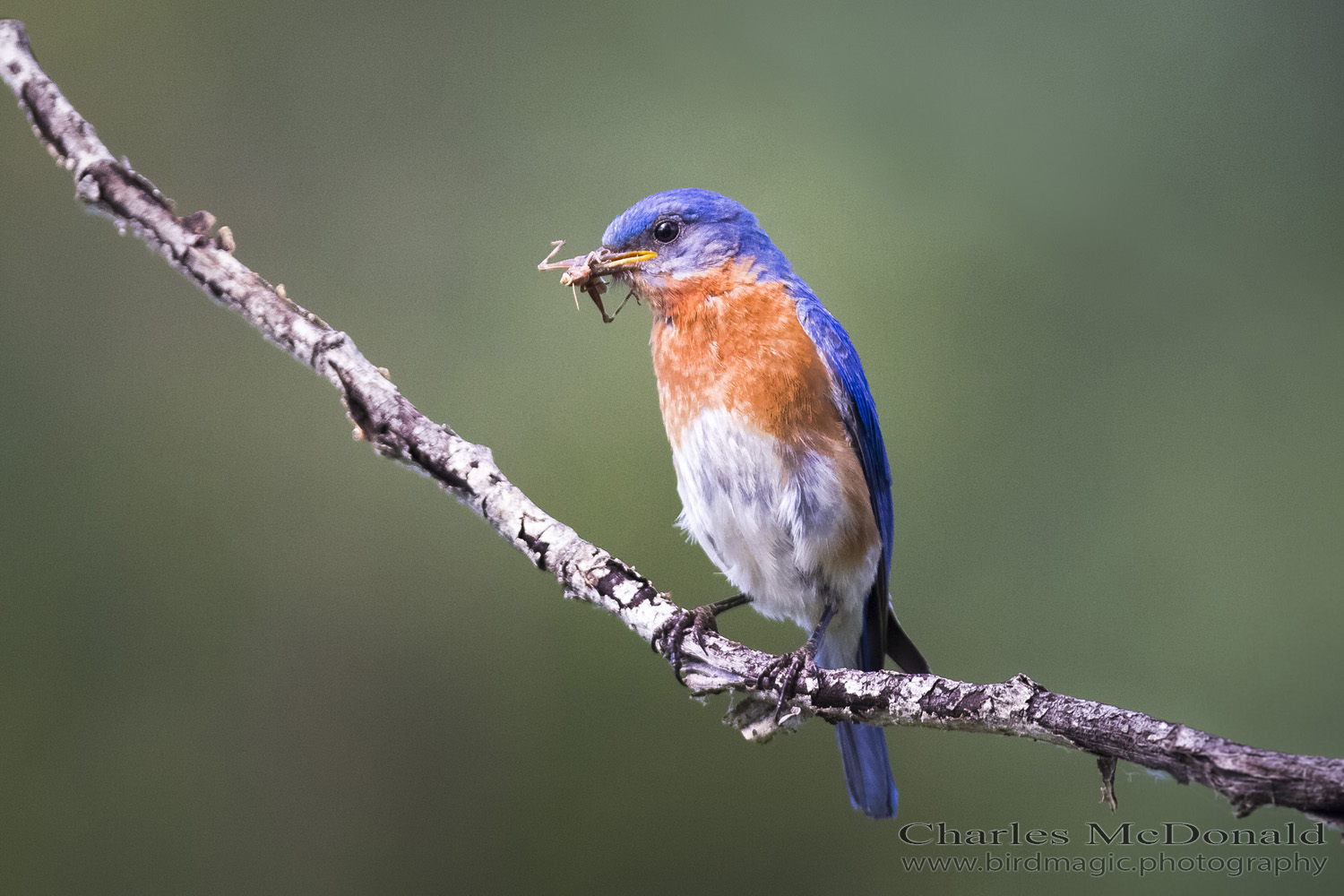 Eastern Bluebird