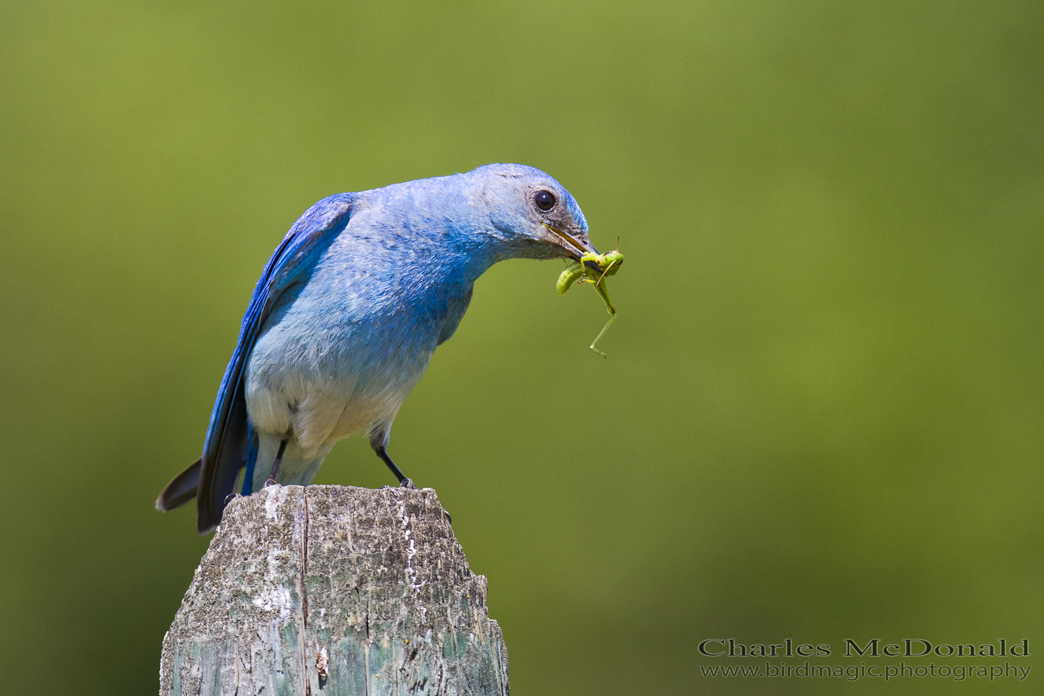 Mountain Bluebird