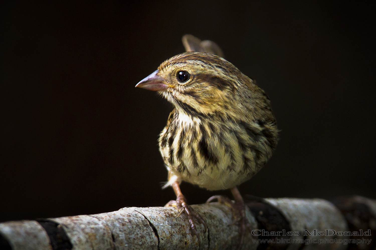 Song Sparrow