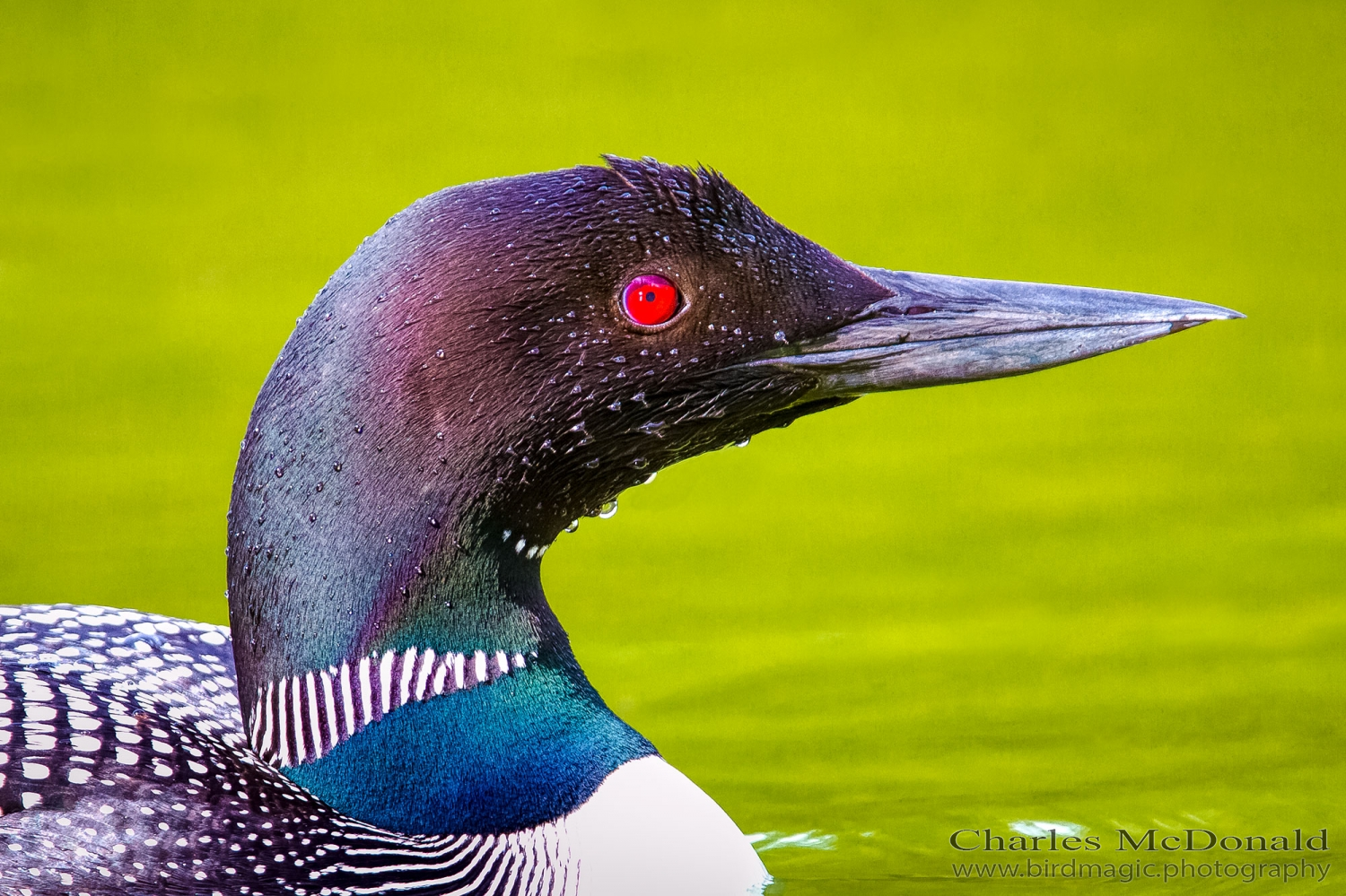 Common Loon