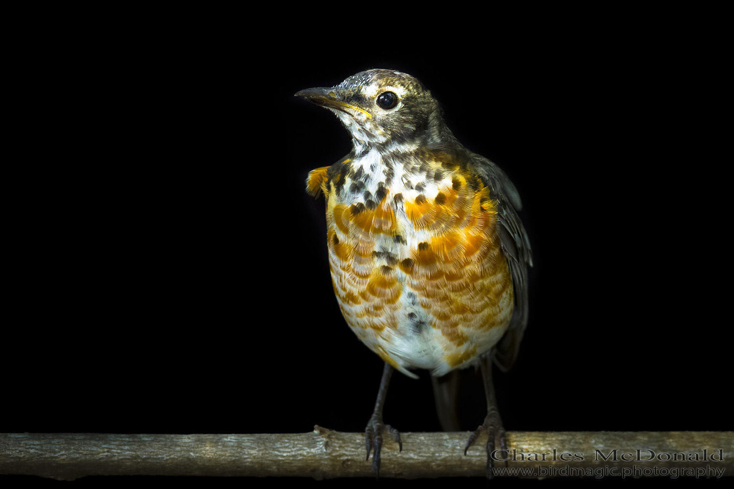 American Robin