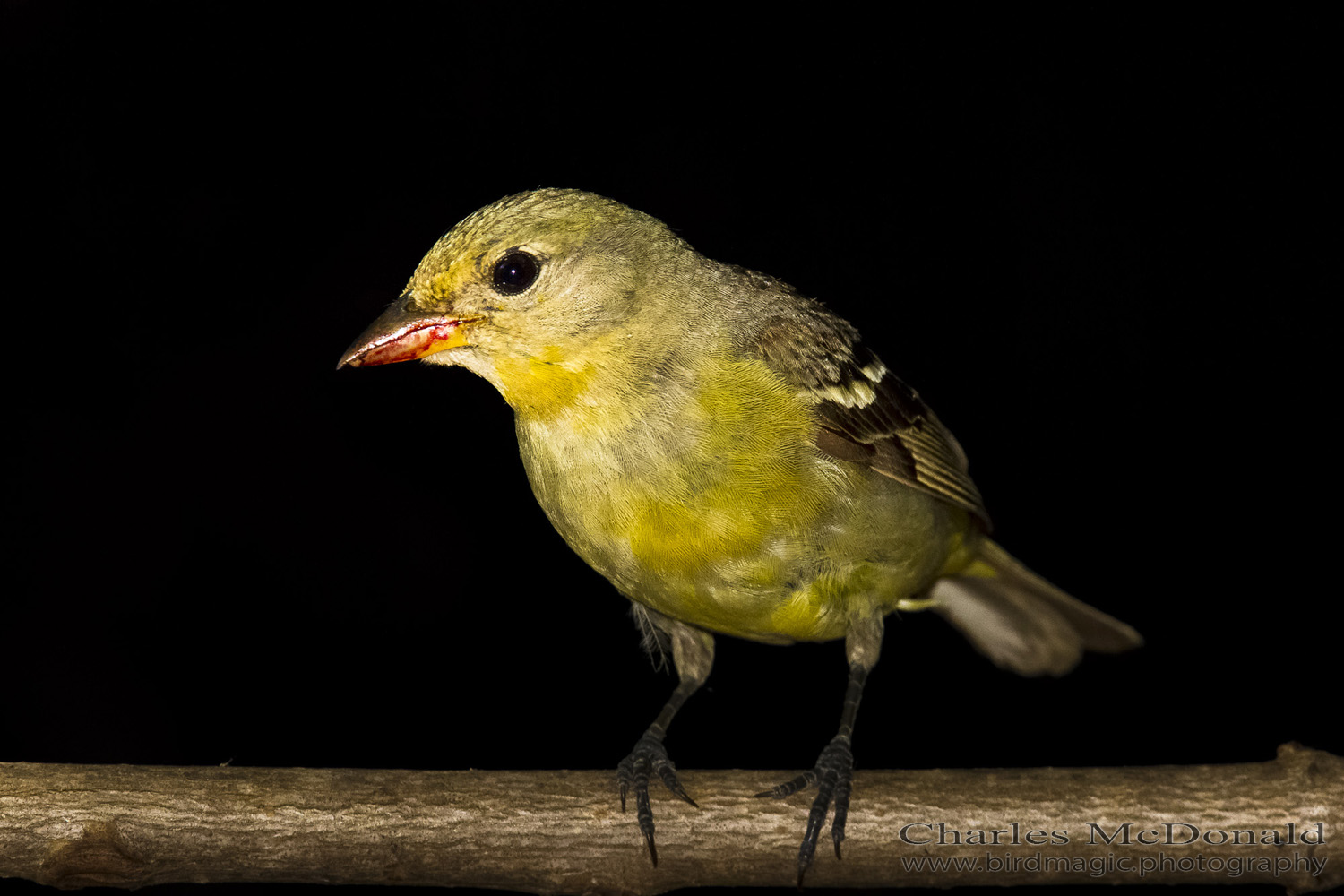 Western Tanager