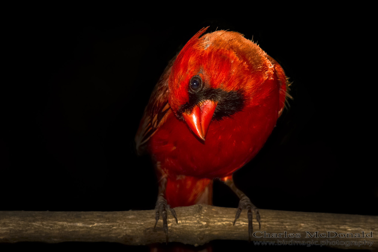 Northern Cardinal