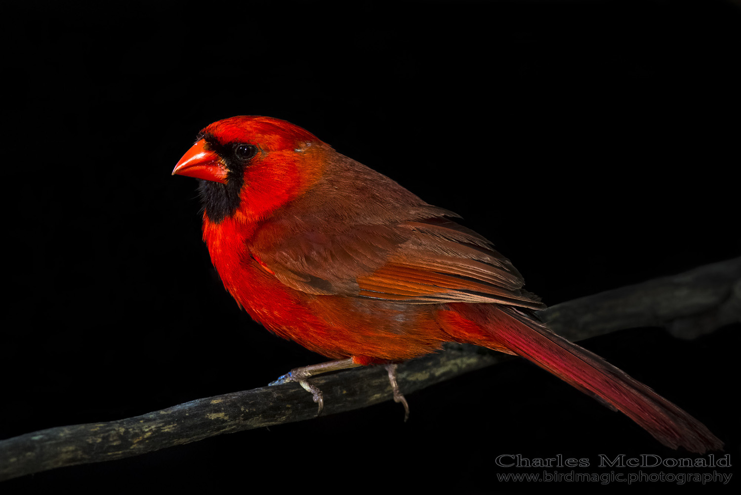 Northern Cardinal