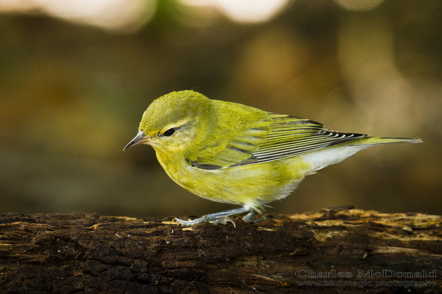 Tennessee Warbler