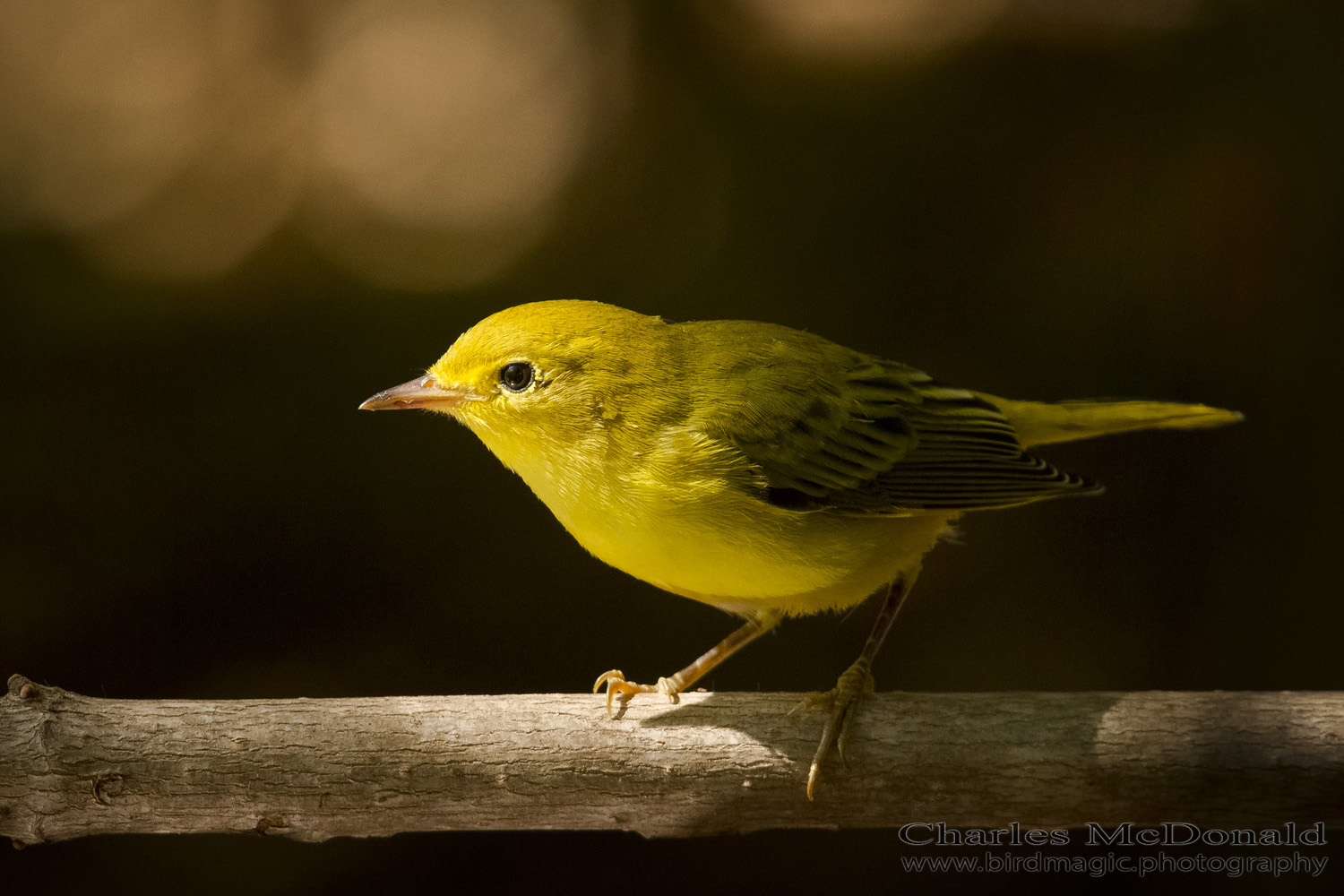 Yellow Warbler