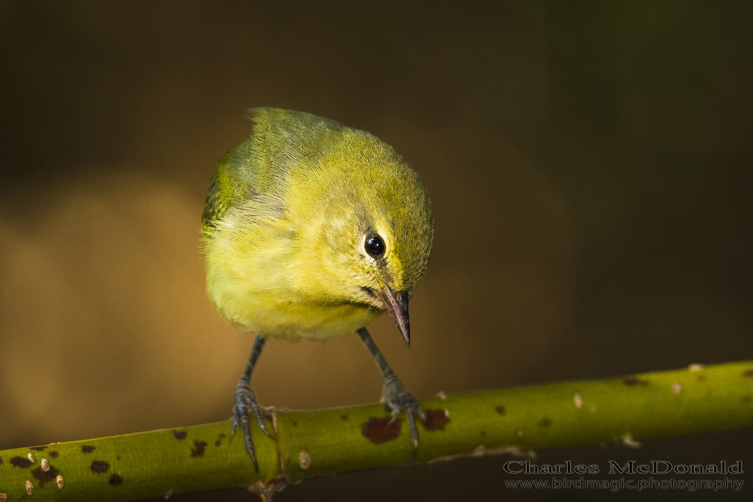 Tennessee Warbler