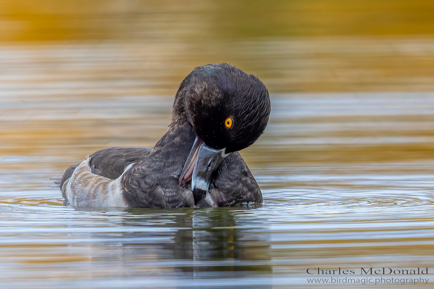 Ring-necked Duck