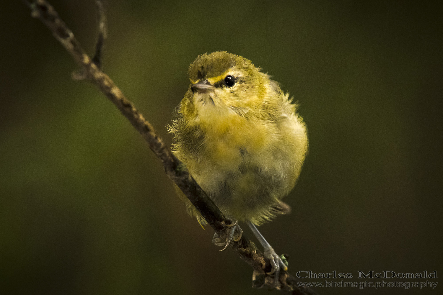 Tennessee Warbler