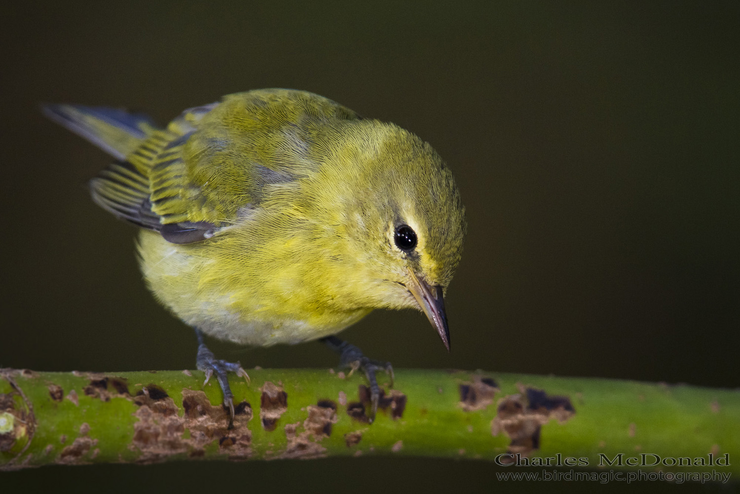 Tennessee Warbler