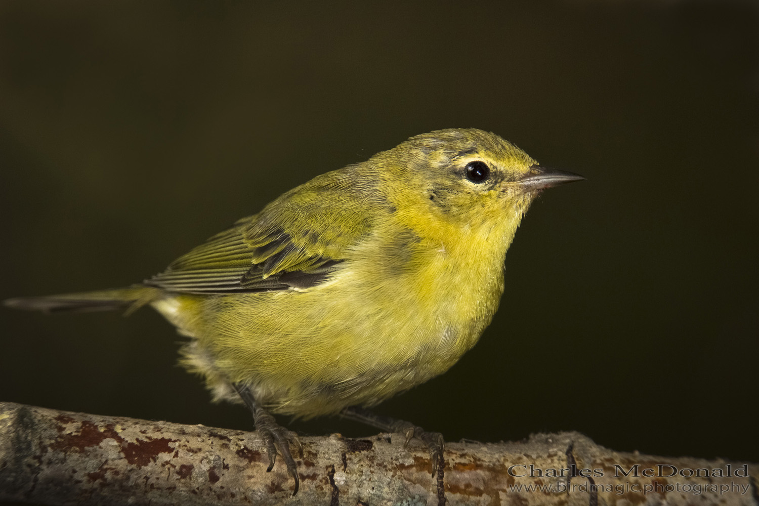 Tennessee Warbler