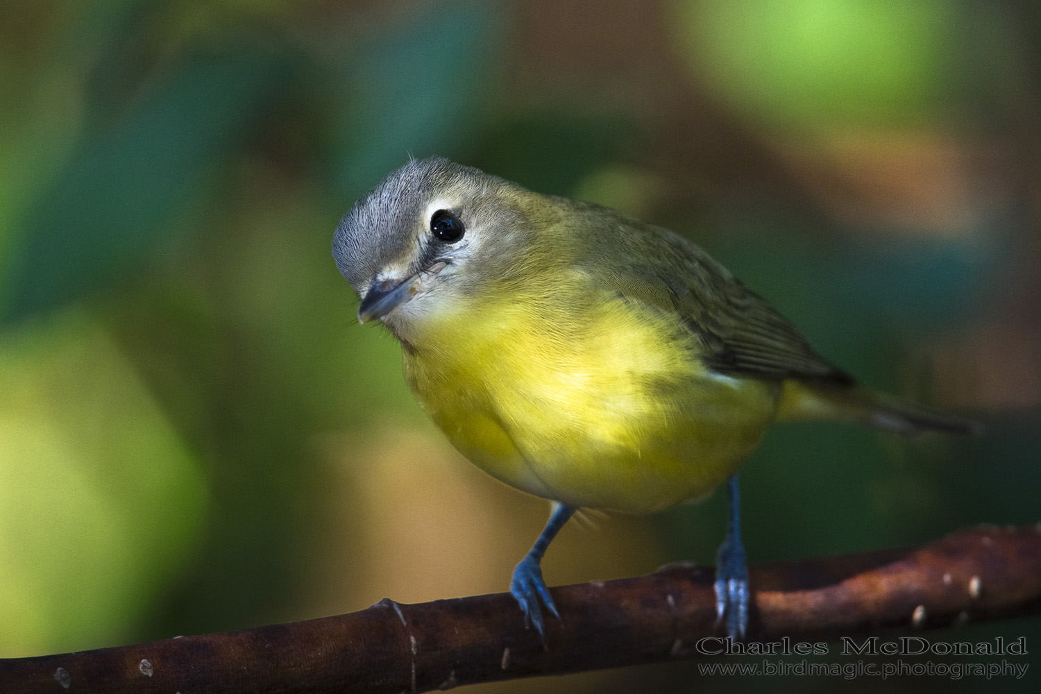 Philadelphia Vireo